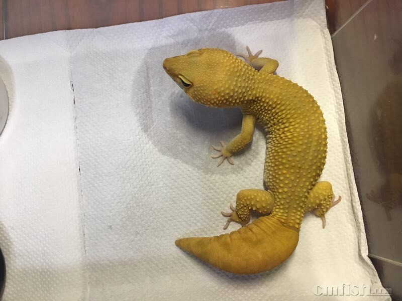 小朋友养了一个超级小的豹纹守宫,饲养可爱又呆萌傻傻的豹纹守宫