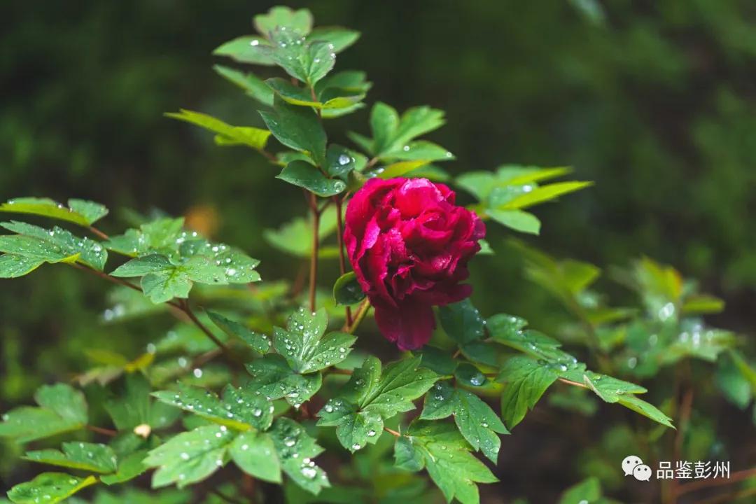 牡丹花开惹人醉鸟语花香,牡丹花开国色天香惹人醉