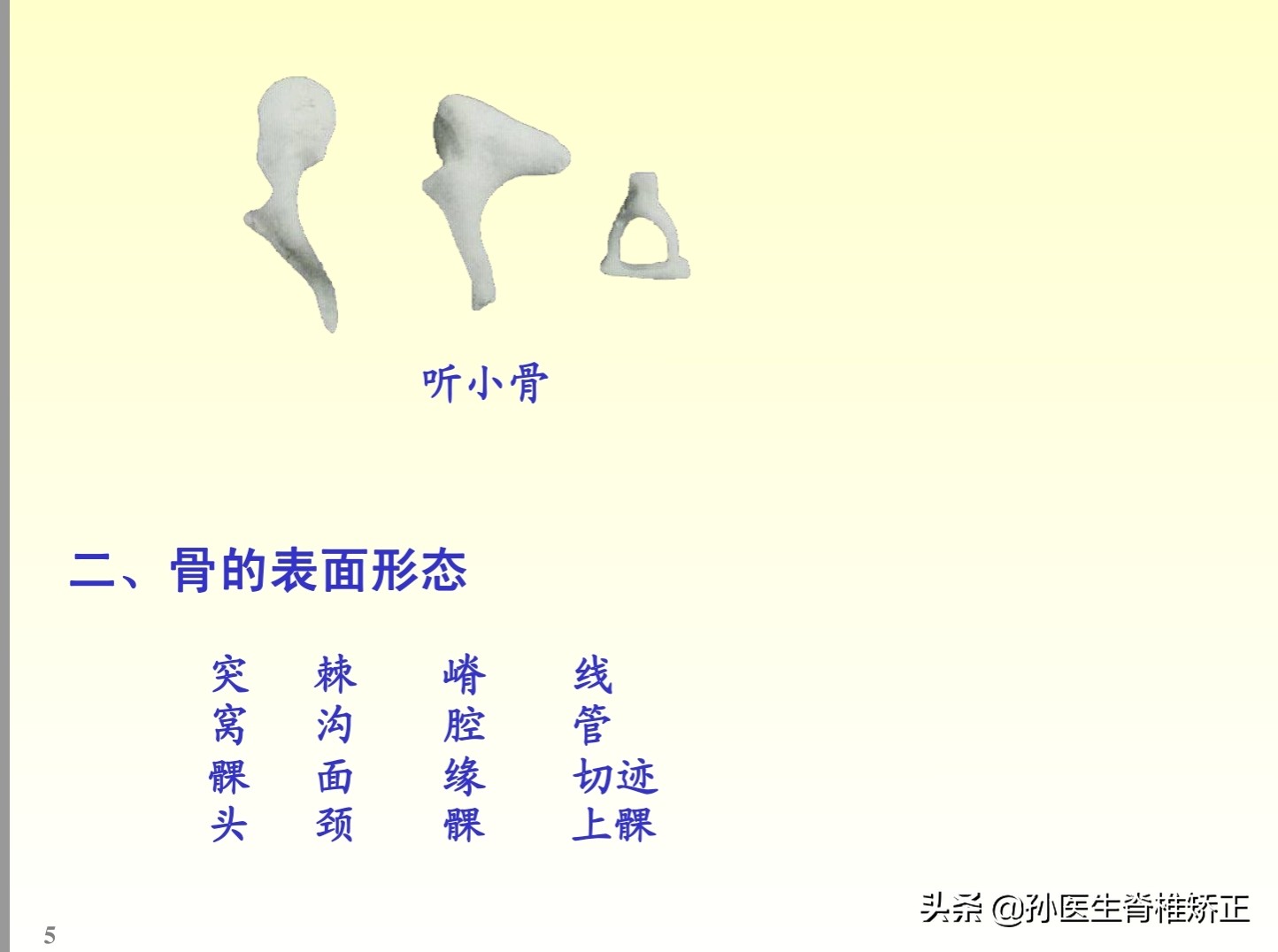 解剖学基础ppt完整版,人体系统解剖学ppt完整版