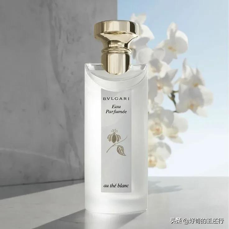 宝格丽茗珍白茶故事,宝格丽茗珍白茶平替