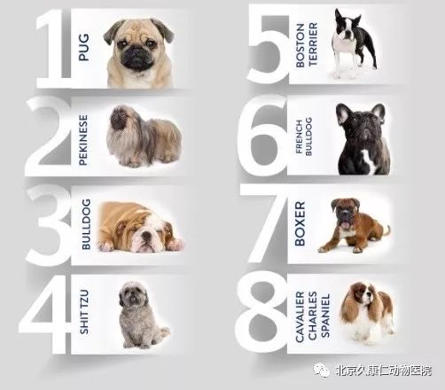 炎热夏季、爱宠如何避免中暑