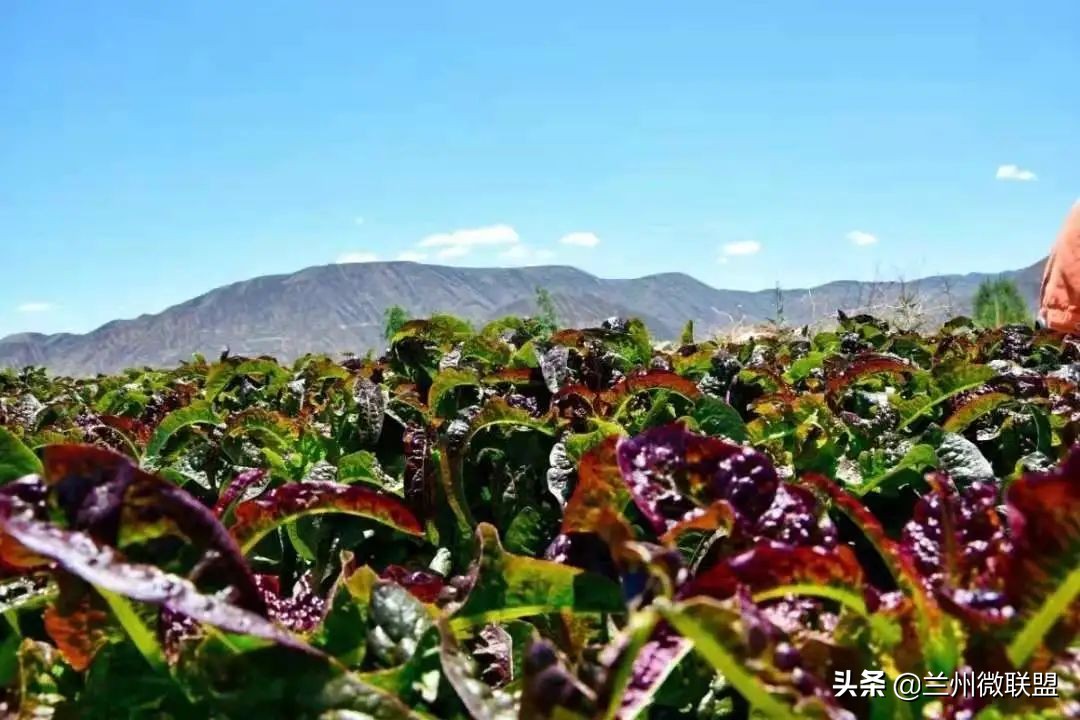 五一假日攻略西固,五一假日攻略兰州西固周边