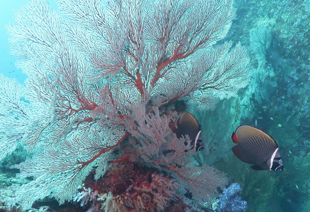 斯米兰船宿tapana,斯米兰船宿四天三晚