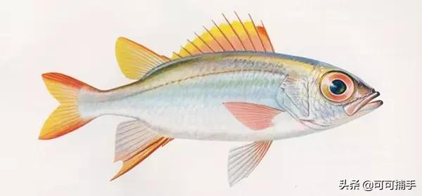 你不知道的海洋里面有什么,十种你没见过的海洋生物