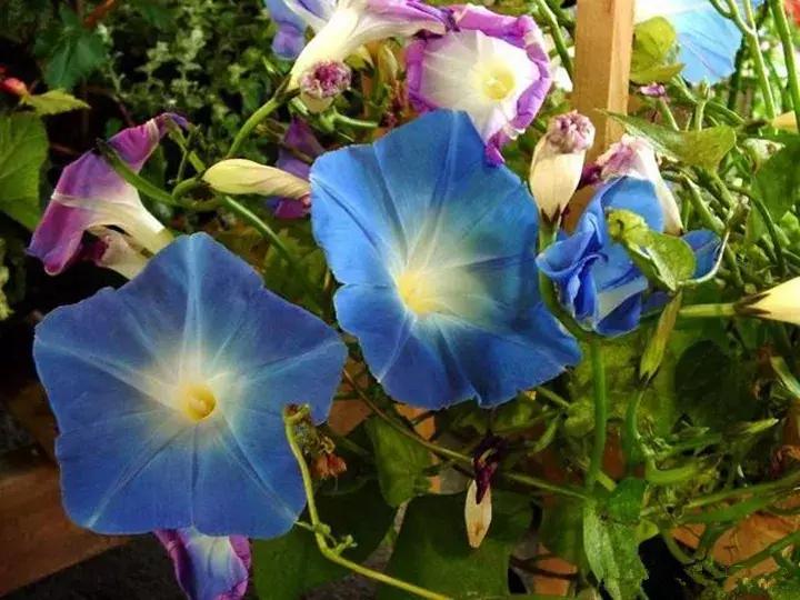 五月份被公认阳台最好养的10种花,喜阴耐旱适合室内养的50种花