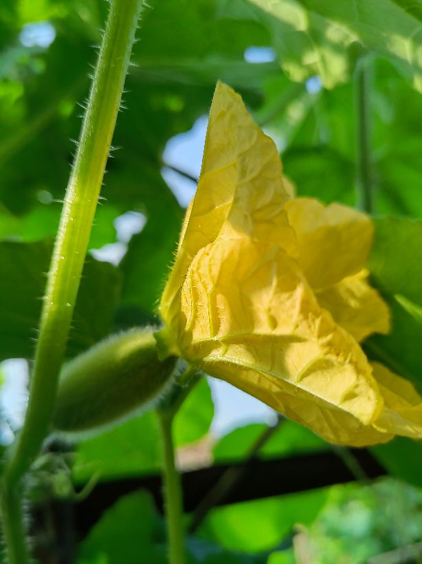 散文:黄黄的瓜花儿