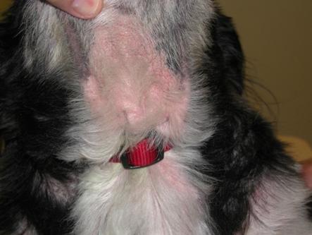 狗得了严重脓皮症怎么治,我家的狗得了皮肤病怎么处理