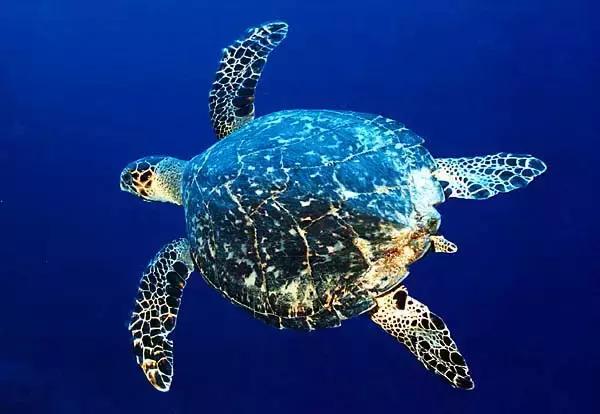 玳瑁海底软黄金,黄金玳瑁