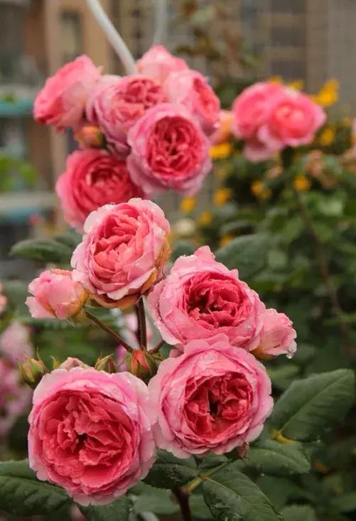 五月份被公认阳台最好养的10种花,喜阴耐旱适合室内养的50种花