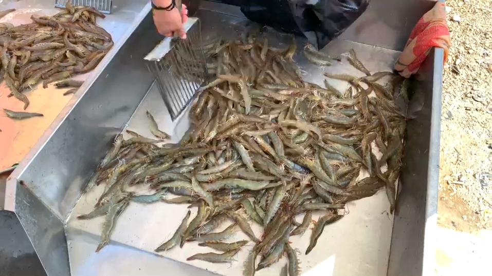 新鲜的大虾怎么冻保存时间长,冰冻大虾和冻鲜虾有什么区别