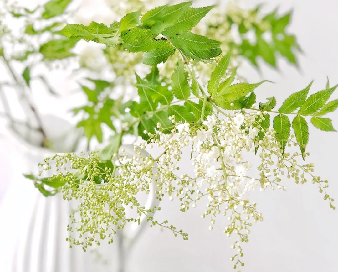 蓝色花花花语,花语是我喜欢你的花