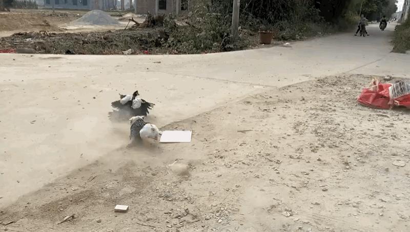 带狗狗回老家过年需要注意什么,带狗狗回家需要准备什么