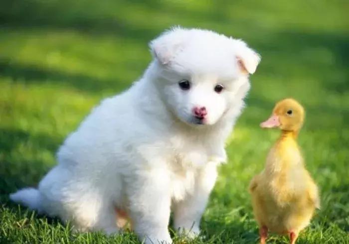 台湾福懋动物医院,福懋动物诊所江南分院