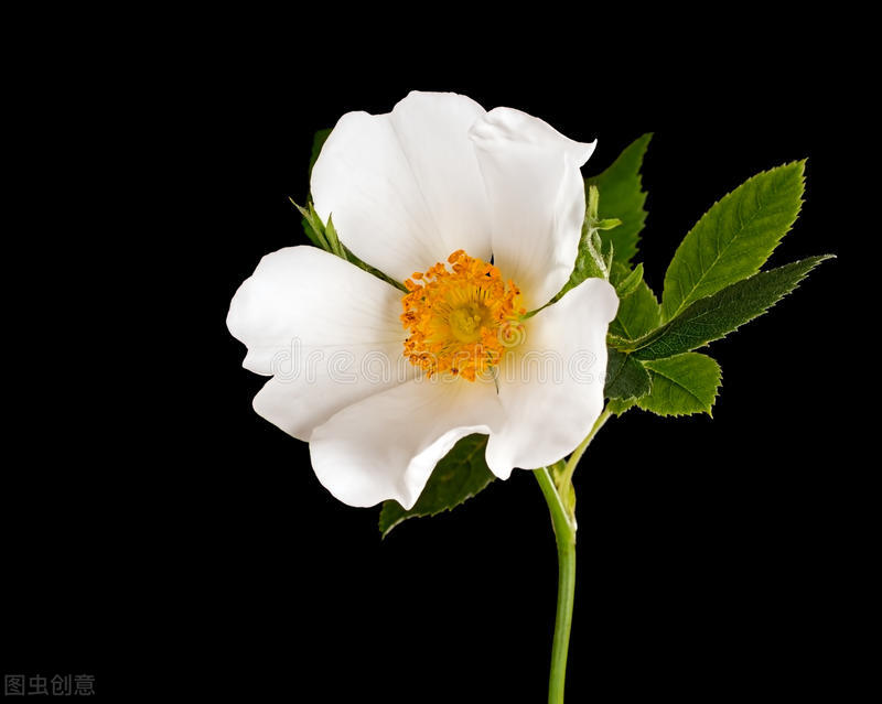 生日鲜花用哪几种花,代表友谊长存和生日快乐花语的花