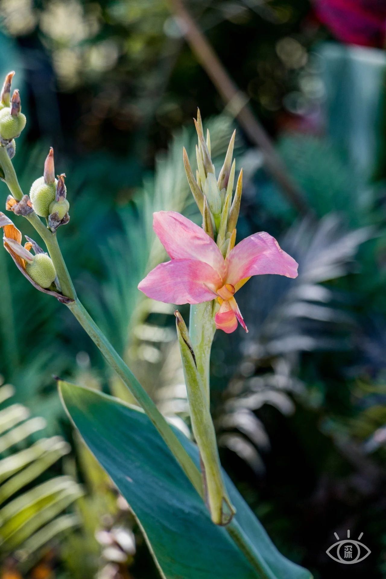 深圳绝美小岛景点介绍,深圳有哪些绝美的海景