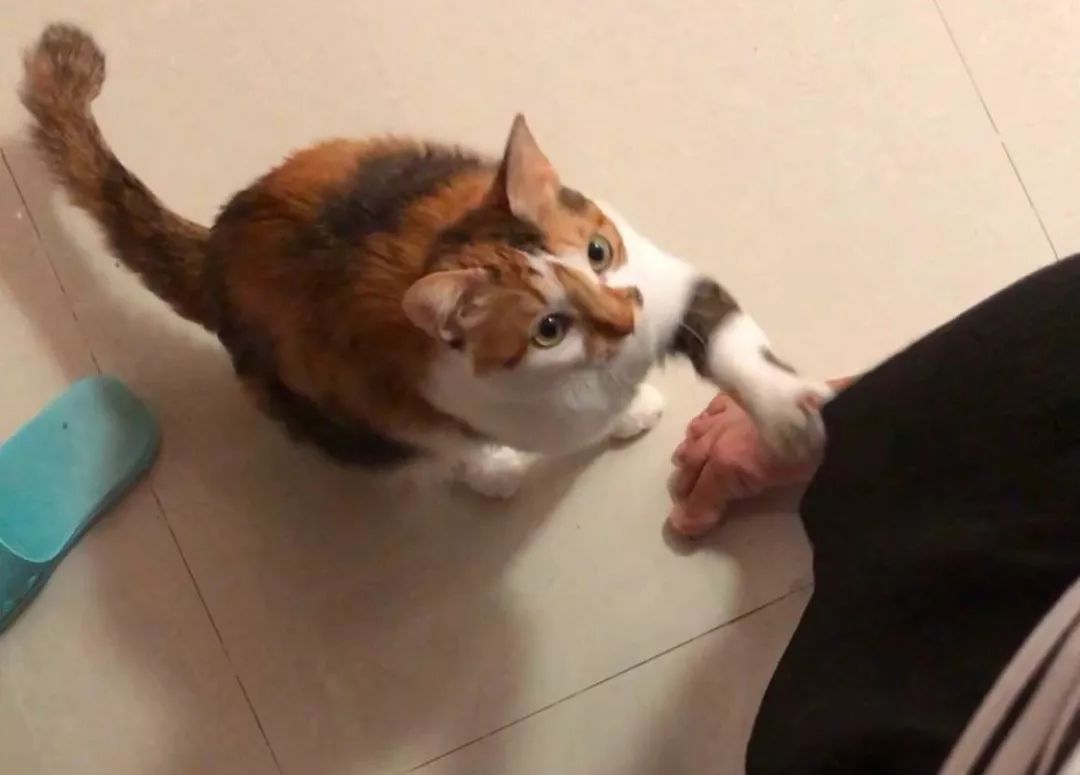 猫窝倒扣闷死猫事件,猫窝导致宠物窒息