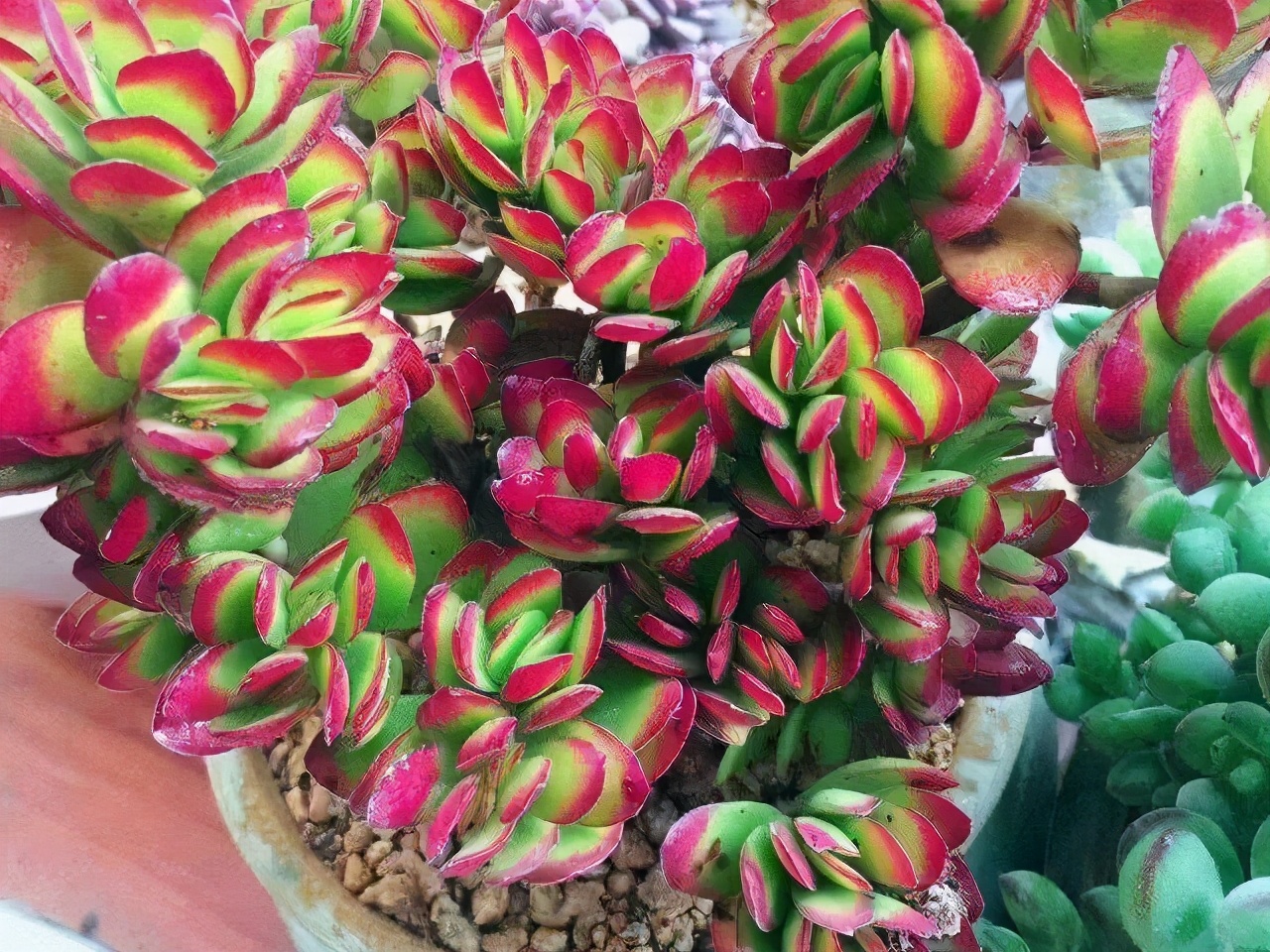 多肉小天狗和天狗之舞是两个完全不同的品种，但是都能养出红边