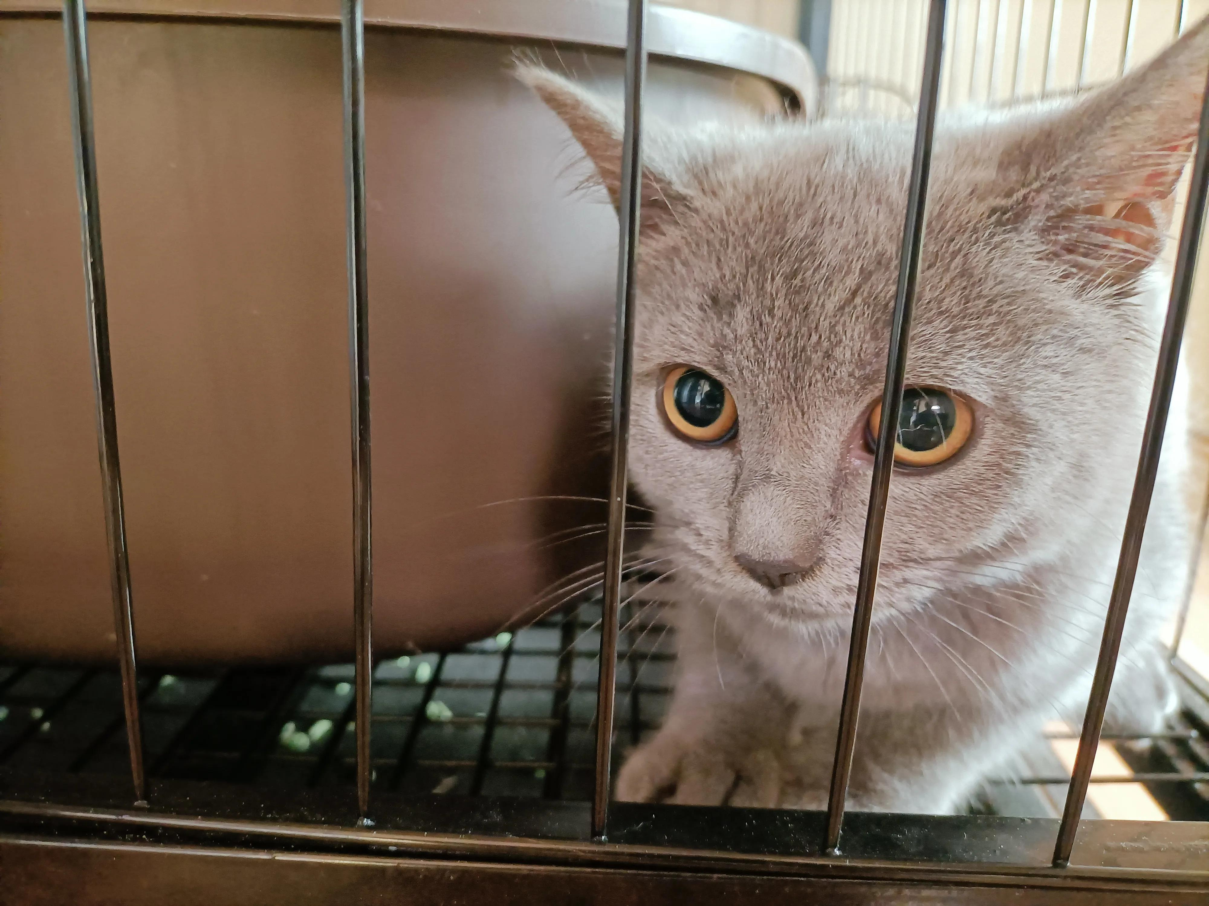 猫笼养等同虐待吗,可以养小猫咪吗