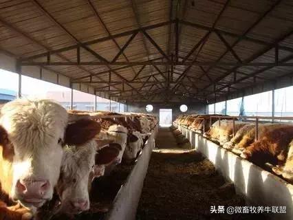 办养牛合作社的资本运营模式,办养牛合作社第一步