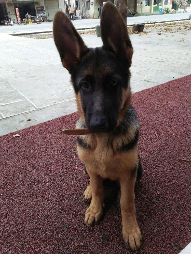 温柔的德牧视频,牧羊犬来福