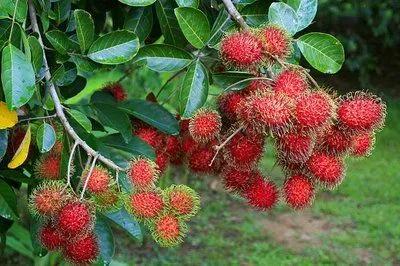 四季应季水果蔬菜,一年四季的时令蔬菜水果