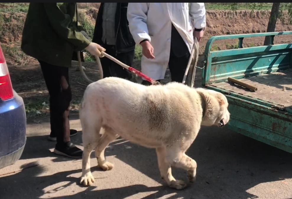 200斤的护卫犬,200斤护卫犬