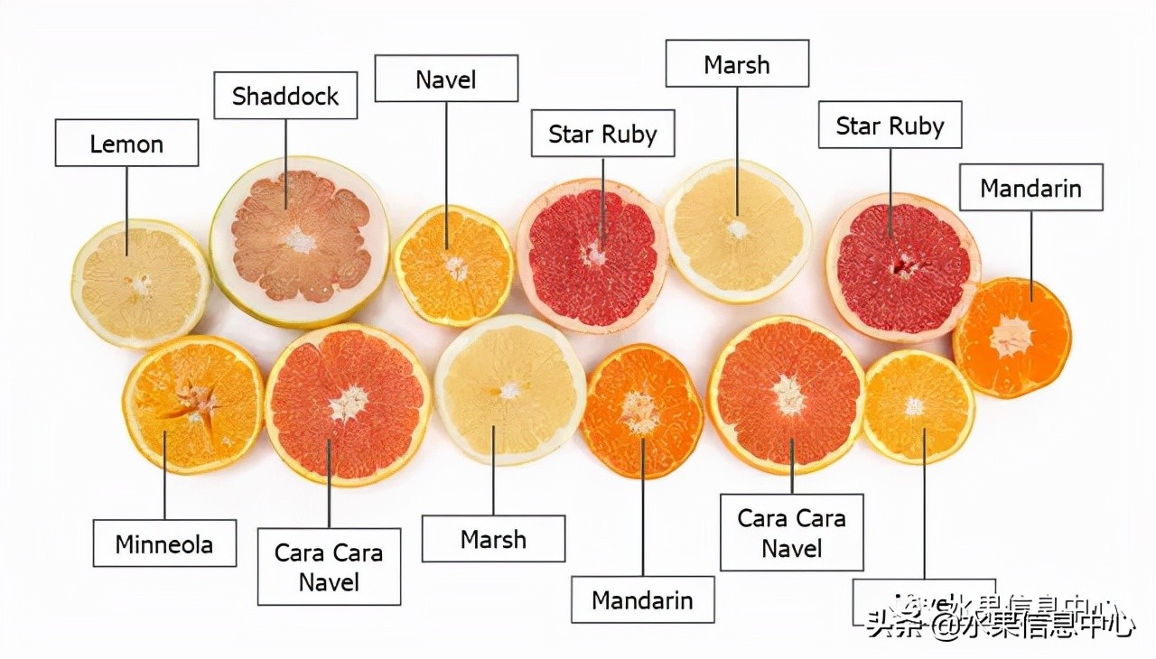 最好的橙子产地在哪里,中国橙子产地排名