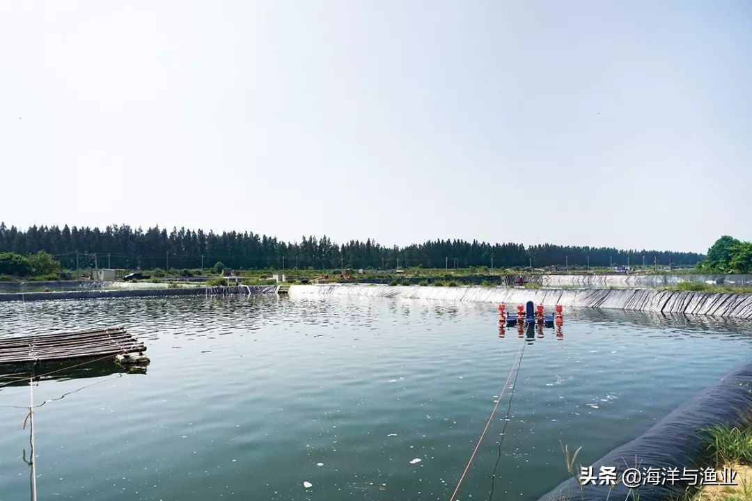 「绿色养殖」*江阳**天博水产：绿色育苗，让“蚝宝宝”吃饱喝好