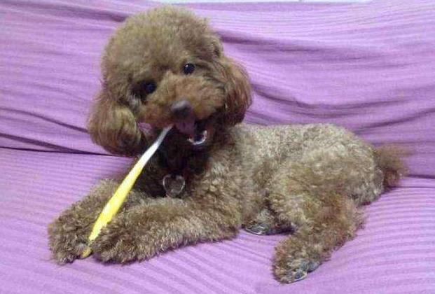 泰迪犬初老的5大表现你家有哪些,泰迪犬不尊重主人的表现