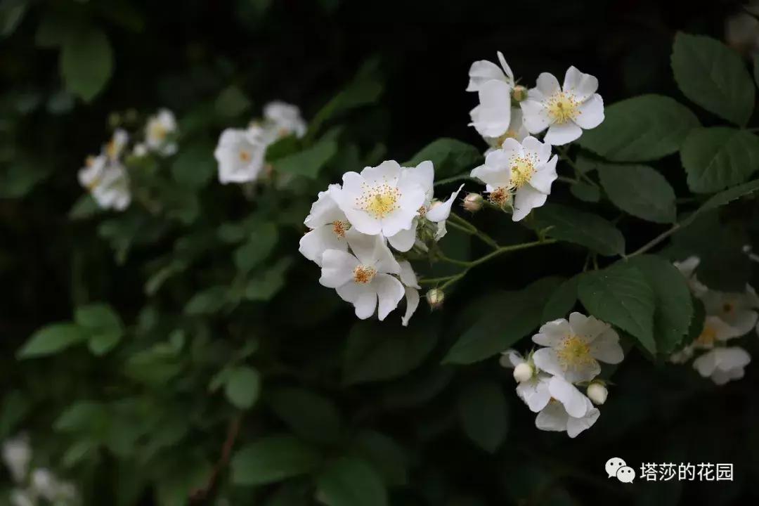 玫瑰和月季和蔷薇的区别图解,月季玫瑰蔷薇芍药牡丹的区别
