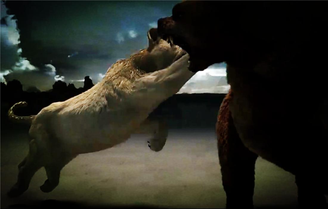 残暴狮母狮,残暴狮打得过原始狮吗