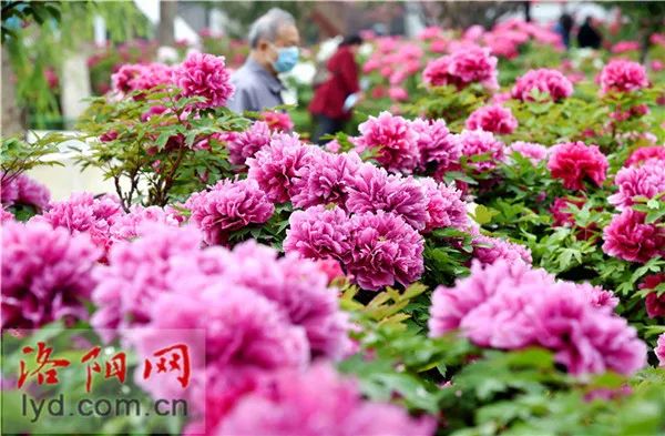 收藏!洛阳人必备的地铁乘坐手册