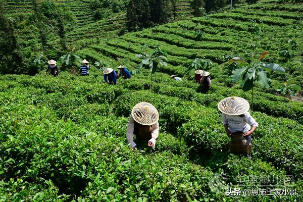 恩施土家人文地理：行游恩施，忠路雾洞春茶香