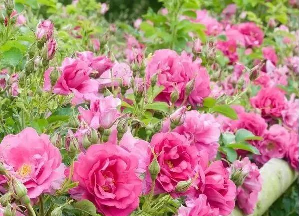 一万年一次的2020520；一起认识100种玫瑰~别送错啊