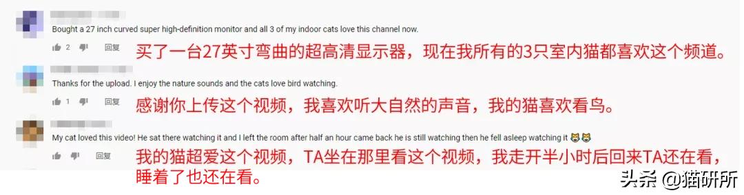 怎么才能知道猫咪的智商,你家猫爱看电视吗