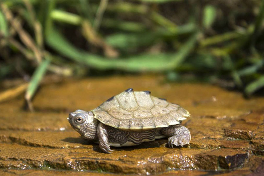 宠物龟不想养了怎么办,不想养乌龟