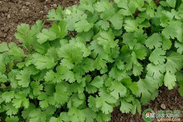 14日菜蛋肉价格