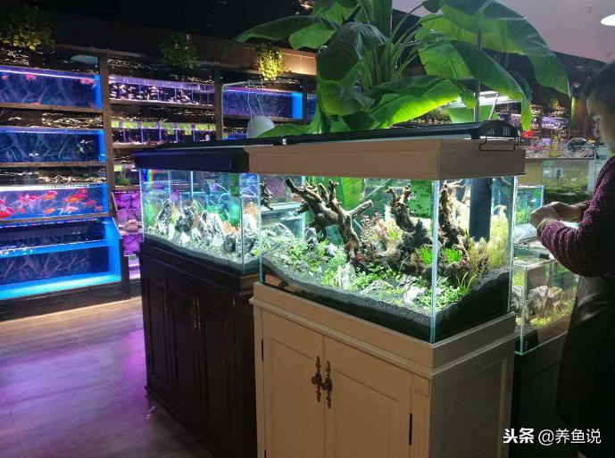 买观赏鱼应该去什么地方,买观赏鱼去哪个地方