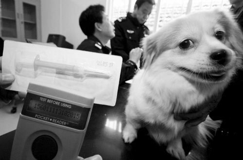 马鞍山犬只管理中心,马鞍山宠物犬