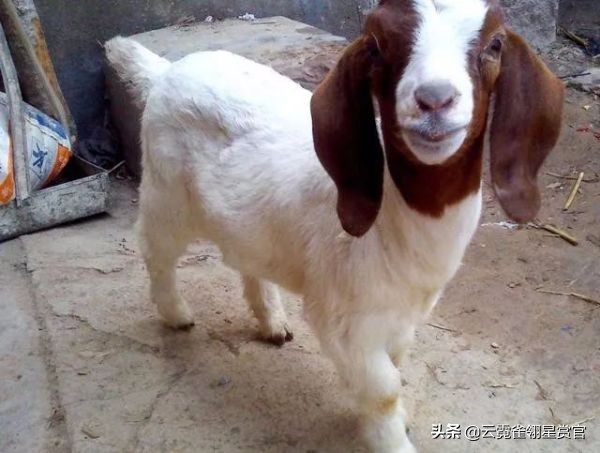 一窝小羊因主人贪吃失去母爱，被两只狗狗养大了，发生转基因了？