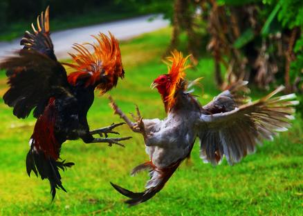 斗鸡的养殖方法和注意事项,斗鸡养殖方法和技巧