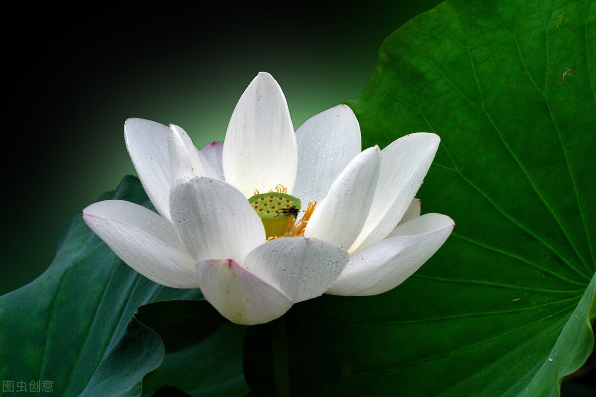 澶ф柟鏃犻殔澶ч煶甯屽０澶у櫒鏅氭垚,澶ф柟鏃犻殔澶ц薄鏃犲舰澶ф櫤鑻ユ剼