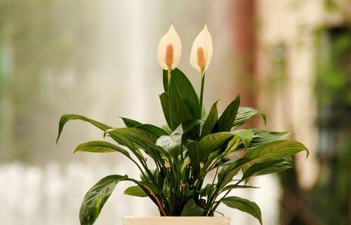 卫生间放什么花去异味最好,卫生间吸味花