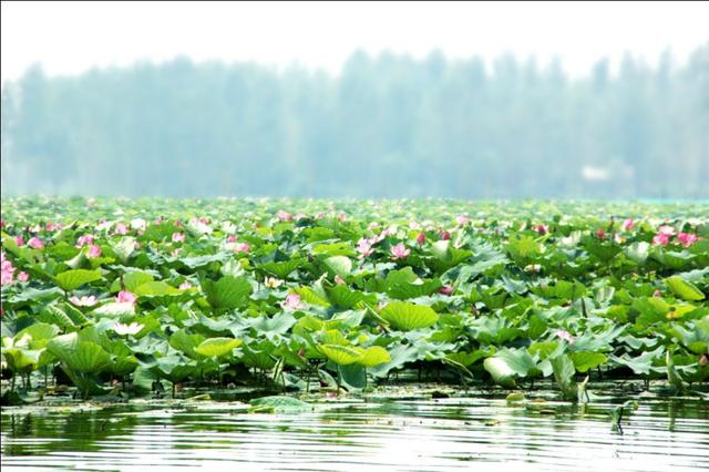 它，坐拥万亩荷花？它，也因《弹起我心爱的土琵琶》而耳熟能详？