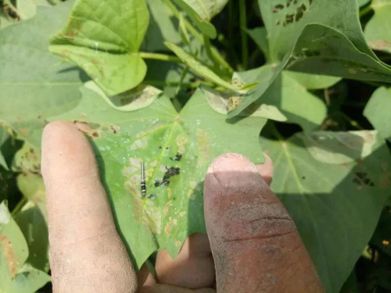 红薯苗卷叶是什么问题,红薯叶长虫怎么办