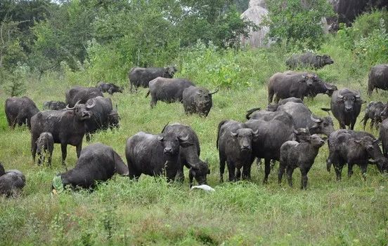 斯里兰卡攻略及费用,斯里兰卡旅游攻略大全