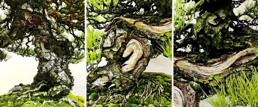 松柏树枝怎么修剪,松柏树修剪造型视频