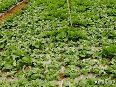 盆栽蔬菜根肿病的防治,蔬菜根肿了怎么处理