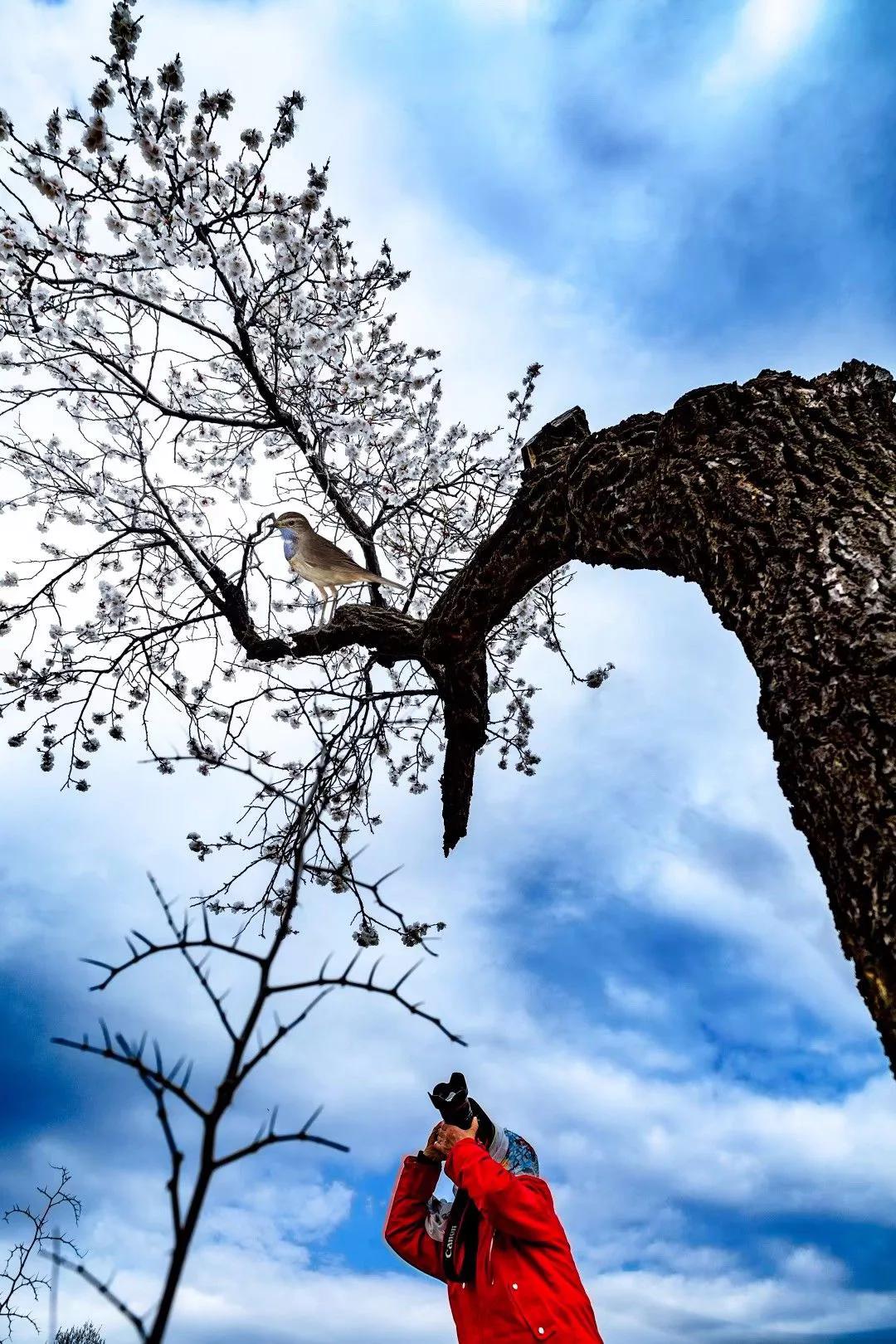 百年古杏林，似苍龙腾越，似雄鹰展翅，笔者带你走入这醉美的地方