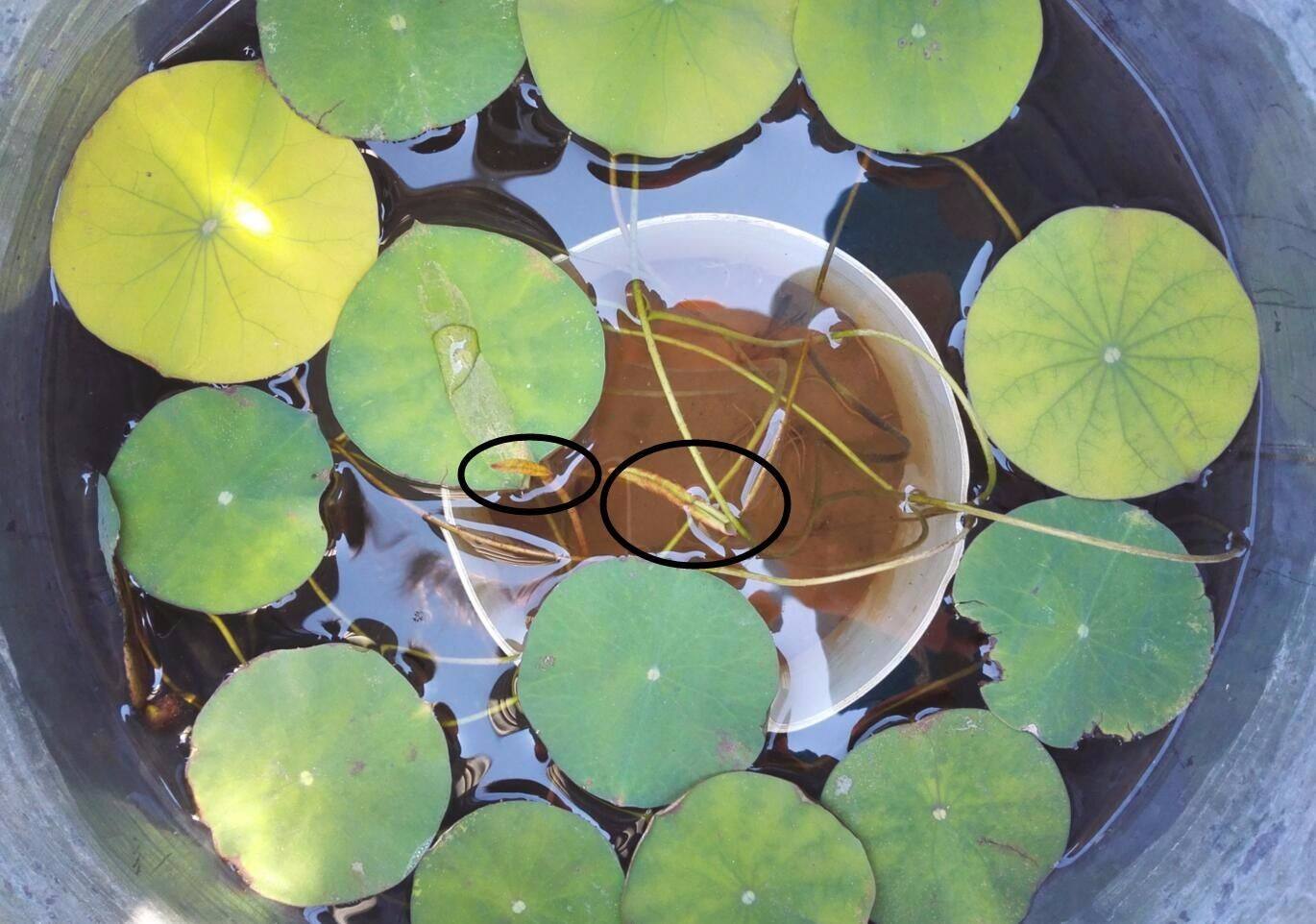 碗莲不开花叶子发黄是怎么回事,碗莲叶子发黄腐烂怎么办